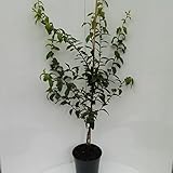 Mispel Westerveld Mespilus germanica Buschbaum 110-140 cm im 10 Liter Topf Unterlage Quitte A