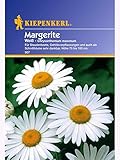 Chrysanthemum leucanthemum Garten-Margerite weiss