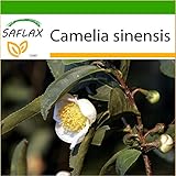 SAFLAX - Echter Teestrauch - 6 Samen - Mit Substrat - Camelia sinensis