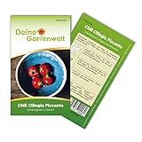 Chili Ciliegia piccante Samen - Capsicum annuum - Chilisamen - Gemüsesamen - Saatgut für 5 Pflanzen