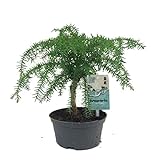 Araucaria cunninghamii - Neuguinea-Araukarie - Zimmertanne - Bonsai-Baum sehr pflegeleicht- Topf 16 cm Ø - Höhe 40 cm