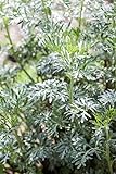 Artemisia vulgaris P 0,5 Beifuß,winterhart, deutsche Baumschulqualität, im Topf für optimales anwachsen