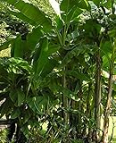 Darjeeling Banane - Musa sikkimensis (Manipur) - 20 Samen -