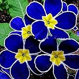 ZHOUBAA für Gartenarbeit, 100 Stück seltene blaue Nachtkerzen-Samen, einfach zu züchten, Gartendekoration, Pflanze