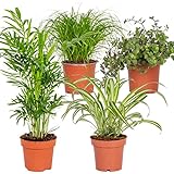 4x Pet Friendly Mix – Cyperus – Chlorophytum – Chamaedorea – Callisia – ⌀12 cm – 15-45 cm