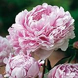 Pfingstrose Sarah Bernhardt - Rose stark duftend und winterhart -Paeonia lactiflora- Blüten der Blume hell-rosa - Pflanze von Garten Schlüter