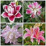 Lilien Zwiebeln Stauden Winterhart MehrjäHrig Blumenzwiebeln Riesenlilien Baumlilien Winterhart MehrjäHrig Gartenpflanzen Winterhart MehrjäHrig Exotische Pflanzen 8Zwiebeln