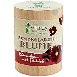 Feel Green Pflanzy Schokoladenblume, Nachhaltige Geschenkidee (100% Eco Friendly), Grow Your Own/Anzuchtset, Pflanzen im Holzzylinder, Made in Austria, Holz