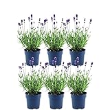 Plants by Frank - Blühende Blauer-Duft Lavendel Pflanze Winterhart im Set von 6 x 25 cm ↨ | Echter Lavendel | Gartenpflanzen | Pflanzen | Lavendel angustifolia Felice