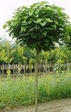Kugel-Trompetenbaum, Catalpa bignonioides Nana, Höhe: 180-190 cm + Dünger