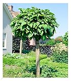 BALDUR Garten Kugel-Trompetenbaum auf Stamm, 1 Pflanze, duftende Blätter die Insekten fern halten, trockenresistent, winterhart, pflegeleicht, blühend, Catalpa bignonioides