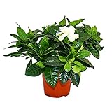 Exotenherz - Gardenie - Duftende Blütenpflanze mit creme-weiß farbenen Blüten, 12cm Topf