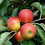 Cox Orange Renette Apfel Apfelbaum Obstbaum 100/150 cm Niedrigstamm süß