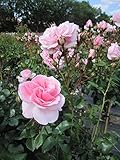 Rosa Home and Garden ® - Märchenrose - Hochstammrose - Kordes Rose