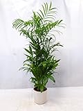 [Palmenlager] XL Chamaedorea Seifrizii 140 cm - Topf 21 Ø cm/Bambuspalme/seltene Zimmerpflanze