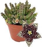 Fangblatt - Stapelia variegata - groß blühende Aasblume - außergewöhnliche Sukkulente - pflegeleichte Zimmerpflanze