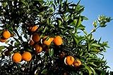 Genipap 25 Stück Marmelade Orange (Citrus Aurantium) Fruchtsamen