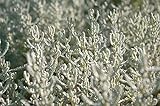 Santolina chamaecyparissus - Heiligenkraut - Zypressenkraut - Heilpflanze - 20-25