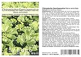 Seedeo Gemüsemalve Chinesische (Malva verticillata) 200 Samen BIO