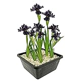 vdvelde.com - Schwarze Sumpf Schwertlilie - 4 stuks - Iris Louisiana Black Gamecock - Sumpfpflanze - Ausgewachsene Höhe: 80 cm - Platzierung: -1 bis -10 cm