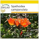 SAFLAX - Anzucht Set - Afrikanischer Tulpenbaum - 30 Samen - Mit Mini-Gewächshaus, Anzuchtsubstrat und 2 Töpfen - Spathodea campanulata