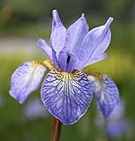 2er-Set - winterhart - Iris Sibirica-Hybr, blau - sibirische Wieseniris - Wasserpflanzen Wolff