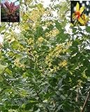 Blasenbaum - Blasenesche - Chinesischer Lackbaum - Koelreuteria paniculata (30-40)