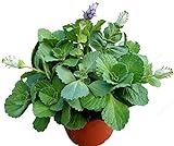 Coleus Canin'Verpiss-Dich®'-Pflanze,3 Pflanzen Katzenschreck, Katzen-Stopp