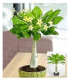 BALDUR Garten Hawaii-Palme, 1 Pflanze, Zimmerpflanze blühend Brighamia insignis, Vulkanpalme, exotische Zimmerpflanze, mehrjährig - frostfrei halten, Wasserbedarf gering, blühend
