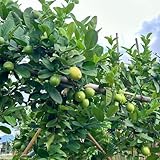 10 pcs zitronenbaum winterhart samen, bonsai samen, samen zimmerpflanzen, Citrus limon, obstbäume, zimmerpflanzen exotische früchte, hochbeet balkon bonsai baum, gewächshaus plants,