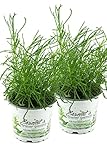 Olivenkraut 2 Pflanzen, Olivenstrauch Pflanze - Santolina viridis aus Nachhaltigem Anbau