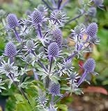 Blaue Edeldistel Blue Hobbit - Eryngium planum - Gartenpflanze