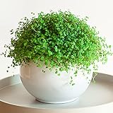 Soleirolia Helxine - Bubikopf | 10-20cm Topfpflanze Attraktive Zimmerpflanze