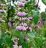 Rosa Brandkraut - Phlomis tuberosa - Gartenpflanze