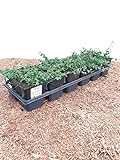 Cotoneaster 'Streibs Findling' Kriechmispel immergrüner Bodendecker im Topf gewachsen (25 Stück)
