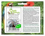 Stk - 10x Sinningia leucotricha Sukkulenten Garten Pflanzen - Samen B267 - Seeds & Plants Shop by Ipsa