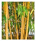 BALDUR Garten Goldener Peking Bambus, 1 Pflanze, | Besonders winterharten Sorten (bis -25° C) | Phyllostachys aureosulcata aureocaulis winterhart und immergrün golden gefurchte Bambuspflanze