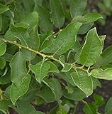 Salweide 60-80cm - Salix caprea - Gartenpflanze
