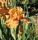 Mittelhohe Schwertlilie Maid of Orange - Iris barbata - Gartenpflanze