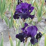 3x Schwertlilie Iris barbata 'Black Dragon' Rhizome Blumenzwiebeln