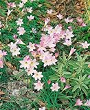 Crinum x powellii P1 - Kaplilie, Rosa Blütenpracht, Winterhart & Mehrjährig, Ideal für Garten & Teichrand, 1 Pflanze
