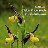 Gelber Frauenschuh: Ein botanisches Bilderbuch