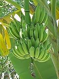 Dessertbanane (Musa × paradisiaca) 10 Samen