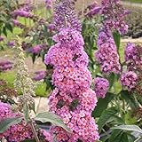 Sommer-Flieder 'Flower Power' (Buddleja Davidii) - Mehrfarbiger Schmetterlingsflieder von Garten Schlüter