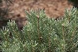 Rotföhre Pinus sylvestris C5 Topf, Winterharte Waldkiefer 40-60cm - Robuste Nadelbaum Heckenpflanze