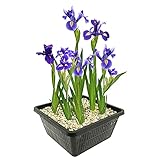 vdvelde.com - Blaue Sumpf Schwertlilie - 4 stuks - Iris Kaempferi Blue - Sumpfpflanze - Ausgewachsene Höhe: 80 cm - Platzierung: -1 bis -10 cm