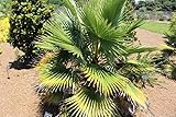 10 Samen der Washingtonia Filifera-Palme