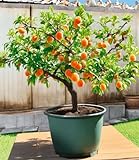 BALDUR-Garten Mini-Aprikosenbaum 'Orange Beauty', 1 Pflanze, Prunus armeniaca, winterhart, mehrjährig, pflegeleicht, selbstfruchtend, kleinbleibendes kompaktes Bäumchen für Balkon, Terrasse & Garten