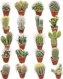 Cactus Mix 20 Verschiedene Arten, 5.5CMØ, 6-12CM Hoch (20 Stück)