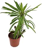 Pachypodium lamerei - die bekannte Madagaskarpalme - pflegeleichte Sukkulente/Zimmerpflanze -